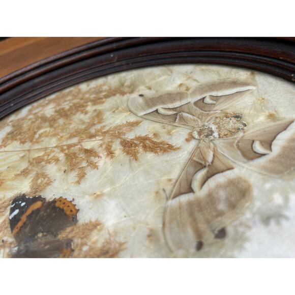 Vintage pressed butterfly and flower simple oval wood frame bubble glass - Picture 15 of 16